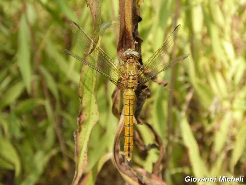 Serie di Libellulidae del Parco del Ticino